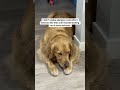 i adopted a dog #dogs #puppy #doglife #BetterWild #fyp #cutedogs #funnydogs #ad