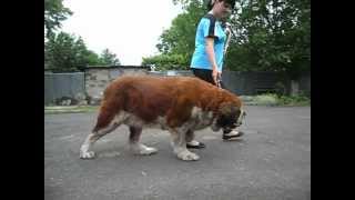 Largest Female Saint Bernard In Europe