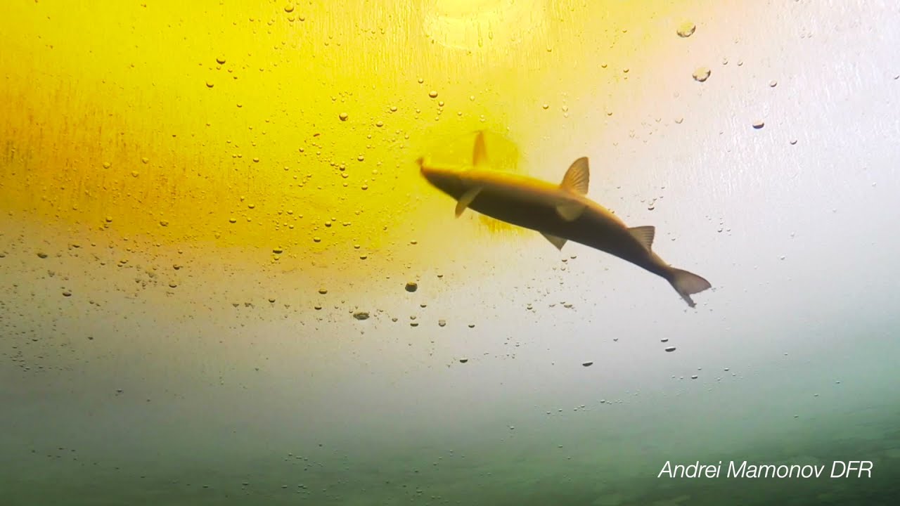 Ankarsund (Storuman) -2