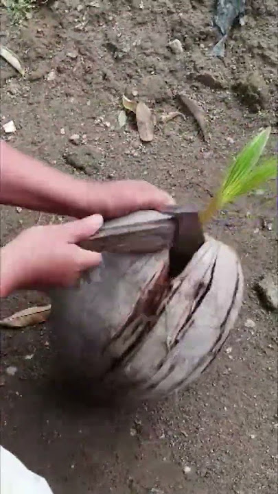 Banyak yang tidak percaya Mustika kelapa incaran para kolektor kami temukan #hartakarun #misteri