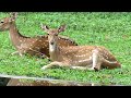 Bengal Safari : An introduction (Bengali)