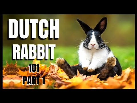 Dutch Rabbit 101: Part 1