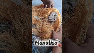 cat Nahin Russian cat😁 #funny #minivlog #comedy