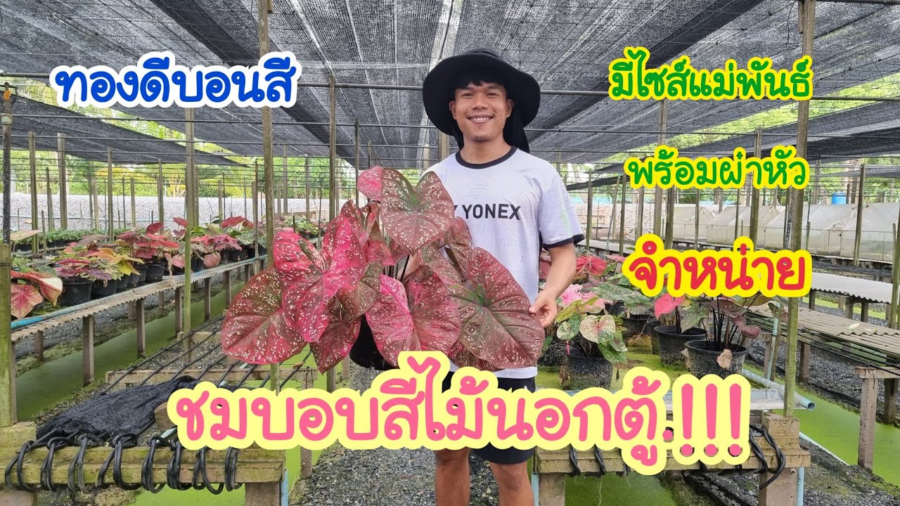 มองหาบอนสีแม่พันธ์พร้อมผ่า.!!!.ดูตรงนี้ พาชมไม้ฟอร์มกอนอกตู้ และลูกไม้สวยๆไม้ไซส์แม่พันธ์สวยๆ ดูเลย!