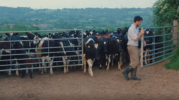 On the farm - a day in the life of an Arla dairy f...