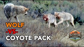 A lone Yellowstone wolf takes on a coyote pack