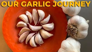 How to Plant, Grow, and Harvest Garlic // Step by step by Bidwell Canyon Farm 1,642 views 2 years ago 4 minutes, 22 seconds