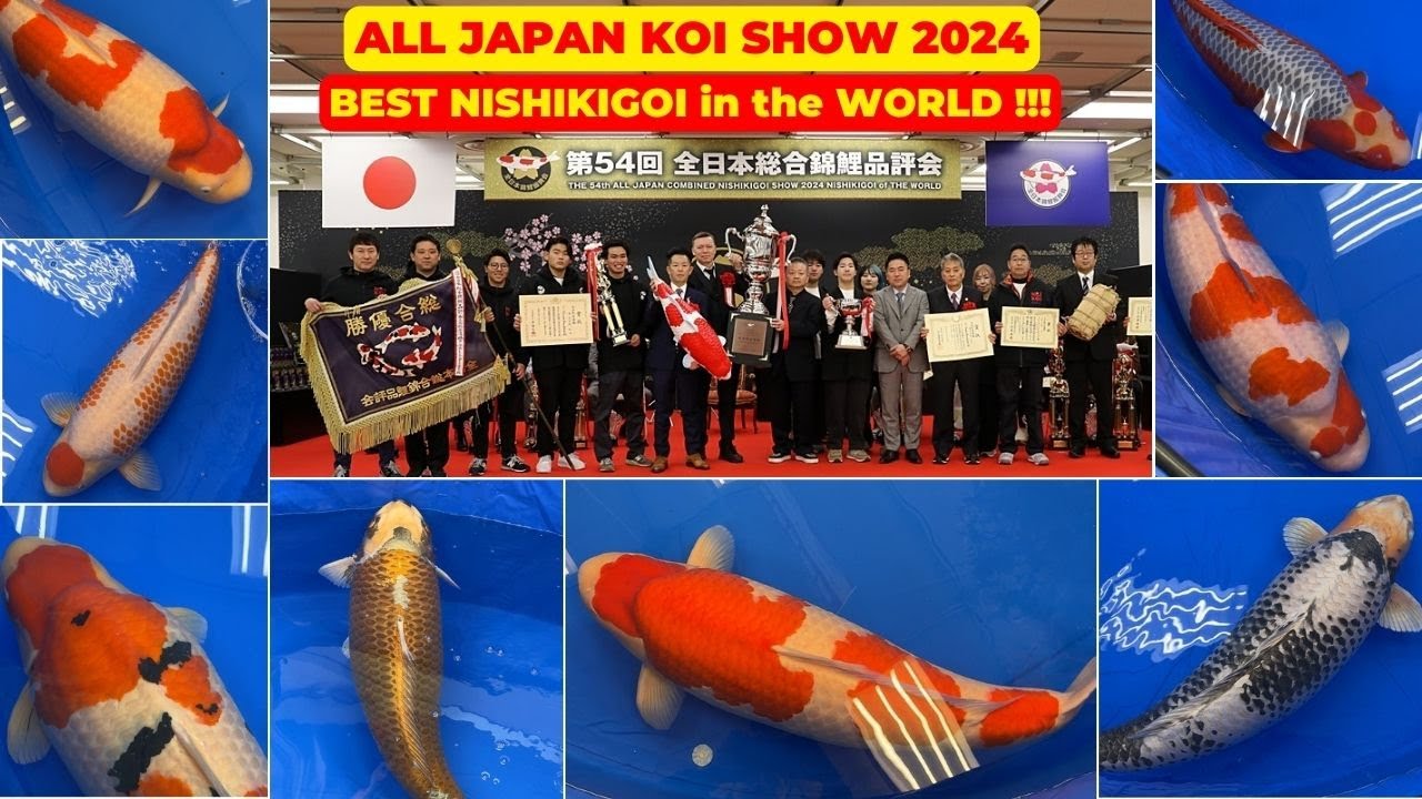 ALL JAPAN KOI SHOW 2024, all of the BEST NISHIKIGOI in the WORLD ...