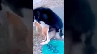 Dog mating at the satreet and successfully made it😋😄#dog #doglife #doglover #dogshorts #dogvideo