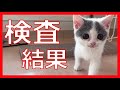 子猫が病院で再検査　保護猫