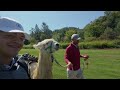 Golf Match with Llama Caddies (1v1 Strokeplay)