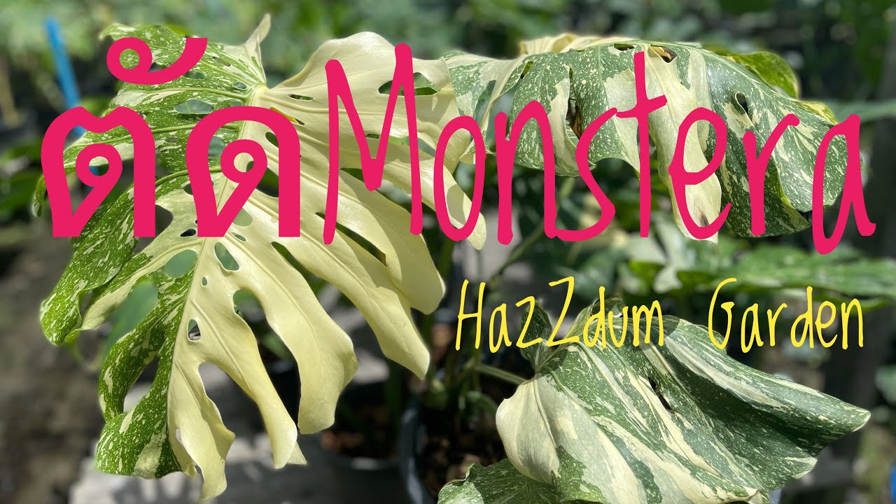 ตัดMonstera @hazzdum_garden
