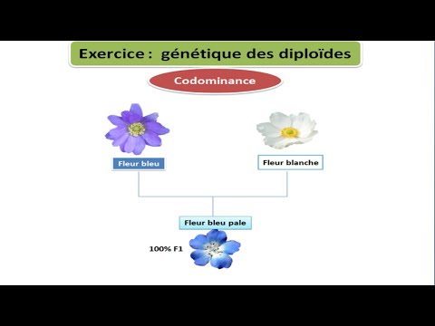 Exercice de génétique (Codominance)