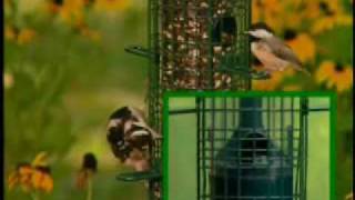Squirrel Buster Clasic by BirdWatchers 1,795 views 14 years ago 4 minutes, 32 seconds