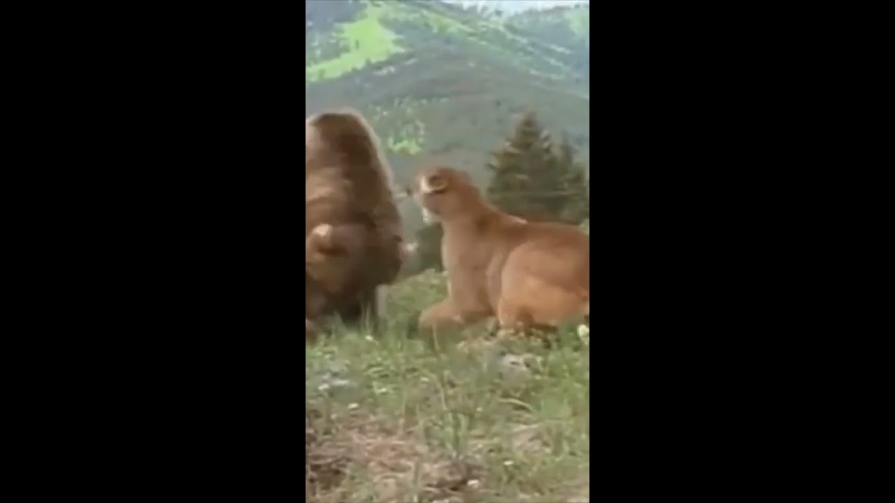 Brown Bear Vs Mountain Lion Shorts