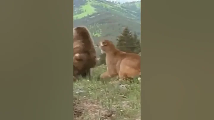 Brown Bear vs. Mountain Lion #shorts