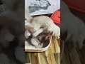 funny video 📷🥰😂🤣🤣#viral#cat#shorts#shortsviral#viralshorts#viralvideo#viralnow#funny#comedy#love
