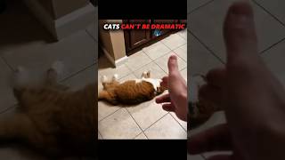 Funniest dramatic cat moments 🐈 #cat