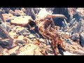 【MHWI】渡りの凍て地に隠されたクシャルダオラの抜け殻