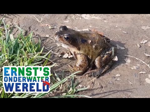 Video: De Voordelen Van Padden En Kikkers Voor De Tuin