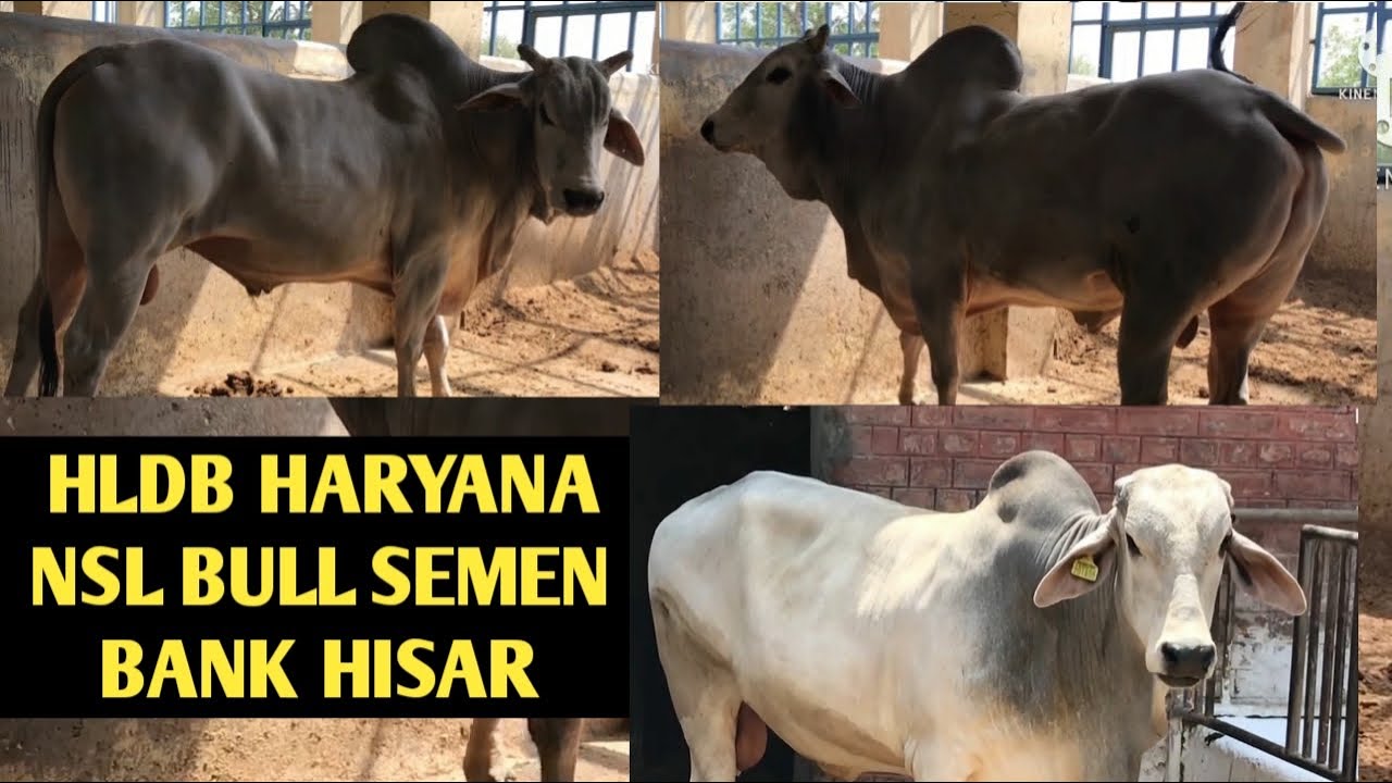 HLDB HARYANA NSL BULLS FULL VIDEO Semen Bank Hisar 