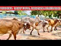 Bhavnagar bloodline Gir cow collection at Kuvarka dairy farm by Prabhat desai at Ranasan Ahmedabad