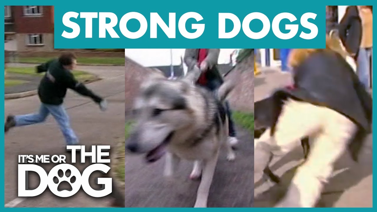 most overprotective dogs