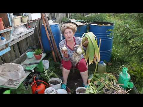 Видео: Вегетативно размножаване на лук