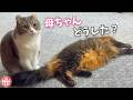 倒れてたママを見つけた父ちゃん…次の瞬間まさかの行動に。