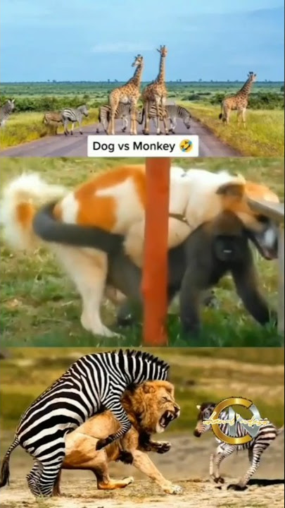 pertarungan anjing vs monyet #dog #monkey