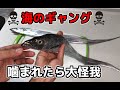 【太刀魚の刺身、お寿司】素人が海のギャング太刀魚をさばいてみた