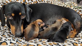 Mini Dachshund gives birth to 7 puppies!