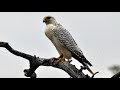 White Gyrfalcon in Siberia