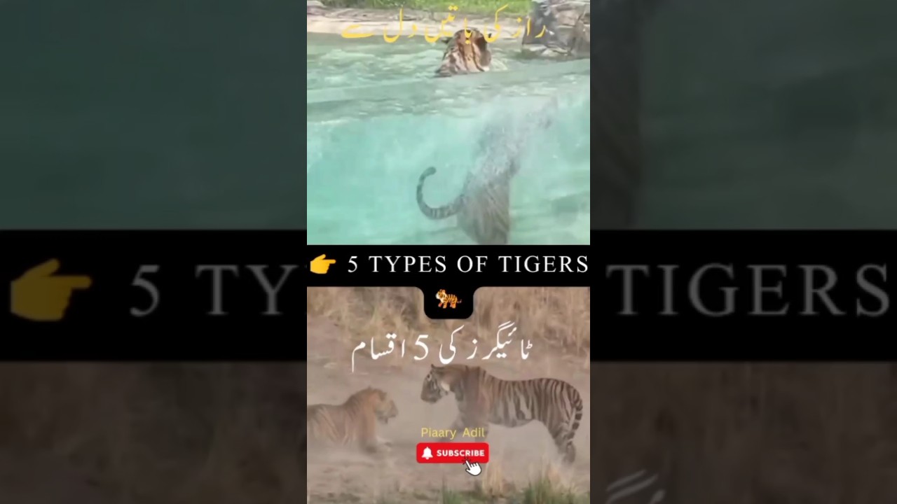👉 5 TYPES OF TIGERS 🐅