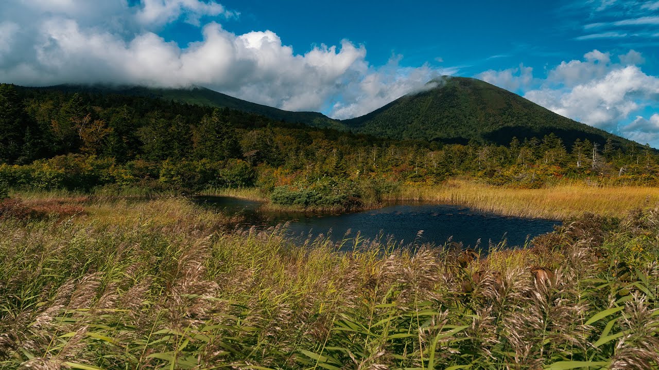 Wind Through Reeds The wind blowing through the reeds brings a faint fragrance from afar ...