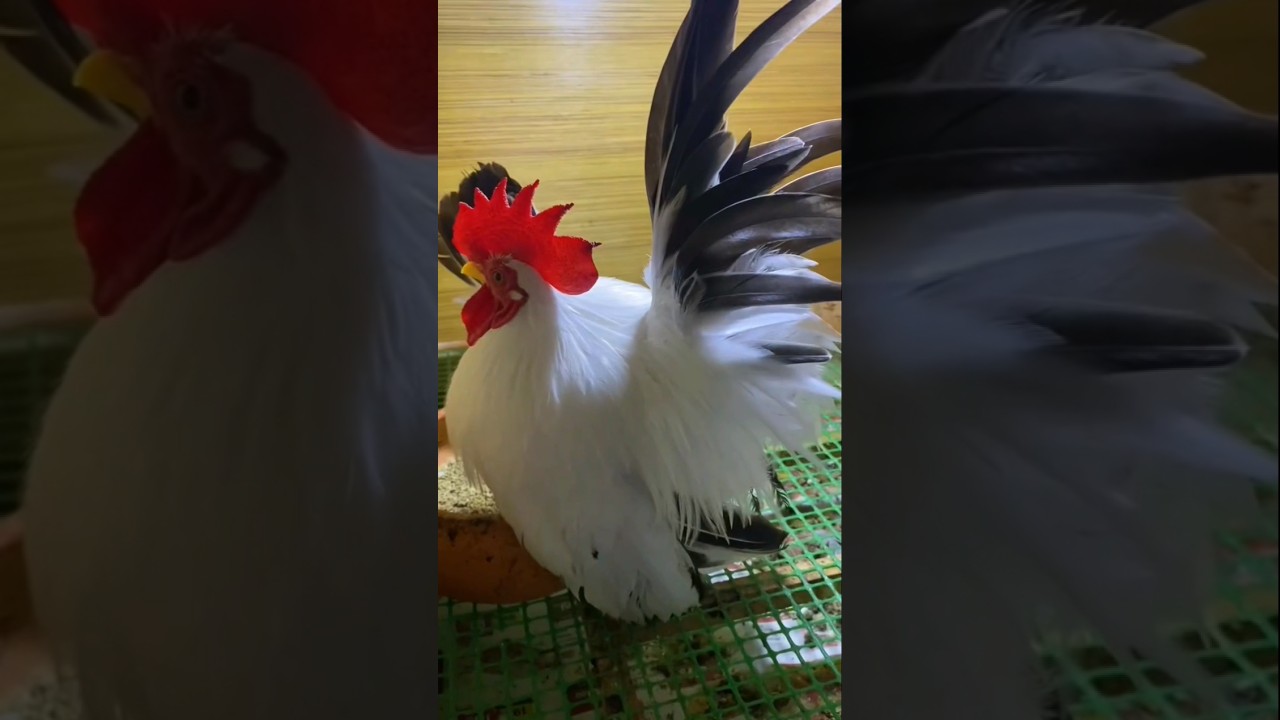Japanese Bantam Chicken