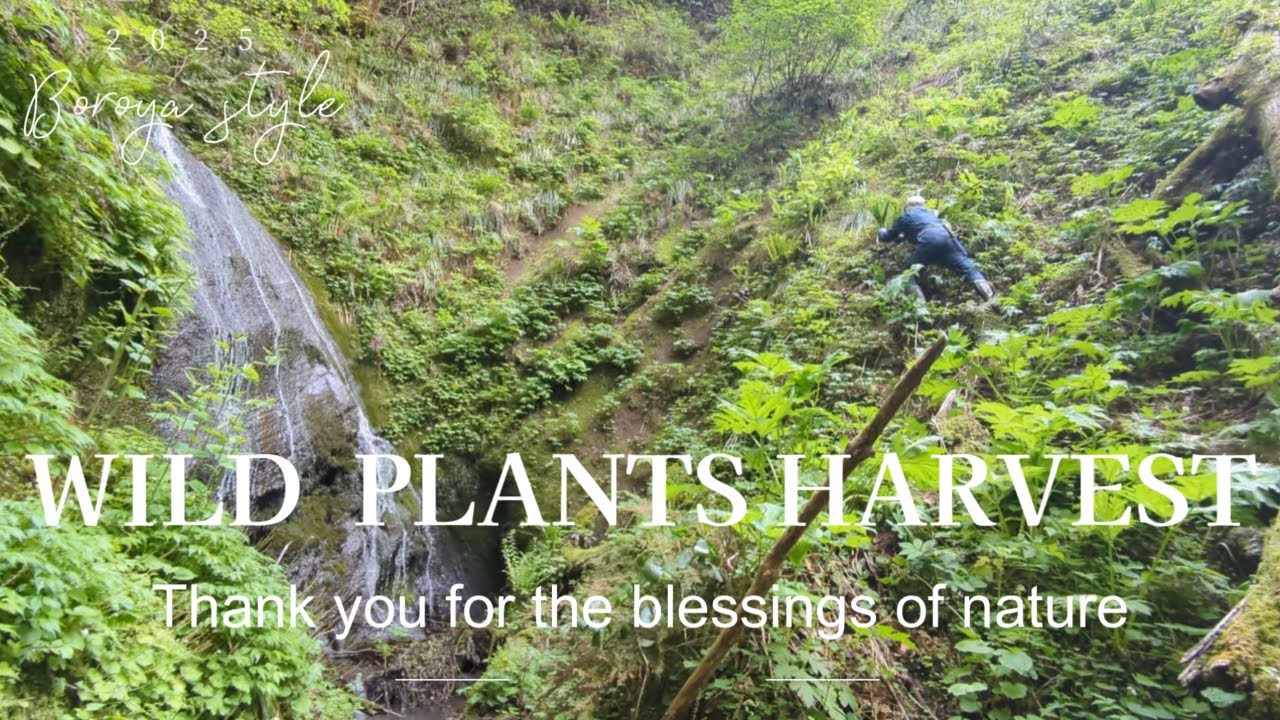 ボロ家暮らし【2025年】今年も山菜採り