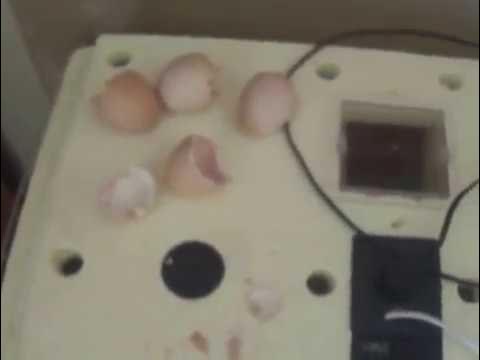 инкубатор золушка 2020. инкубатор золушка 70 яиц. инкубация куриных в инкубаторе золушка. инкубатор золушка утиное яйцо 25 штук. инкубатор золушка 98 яиц.