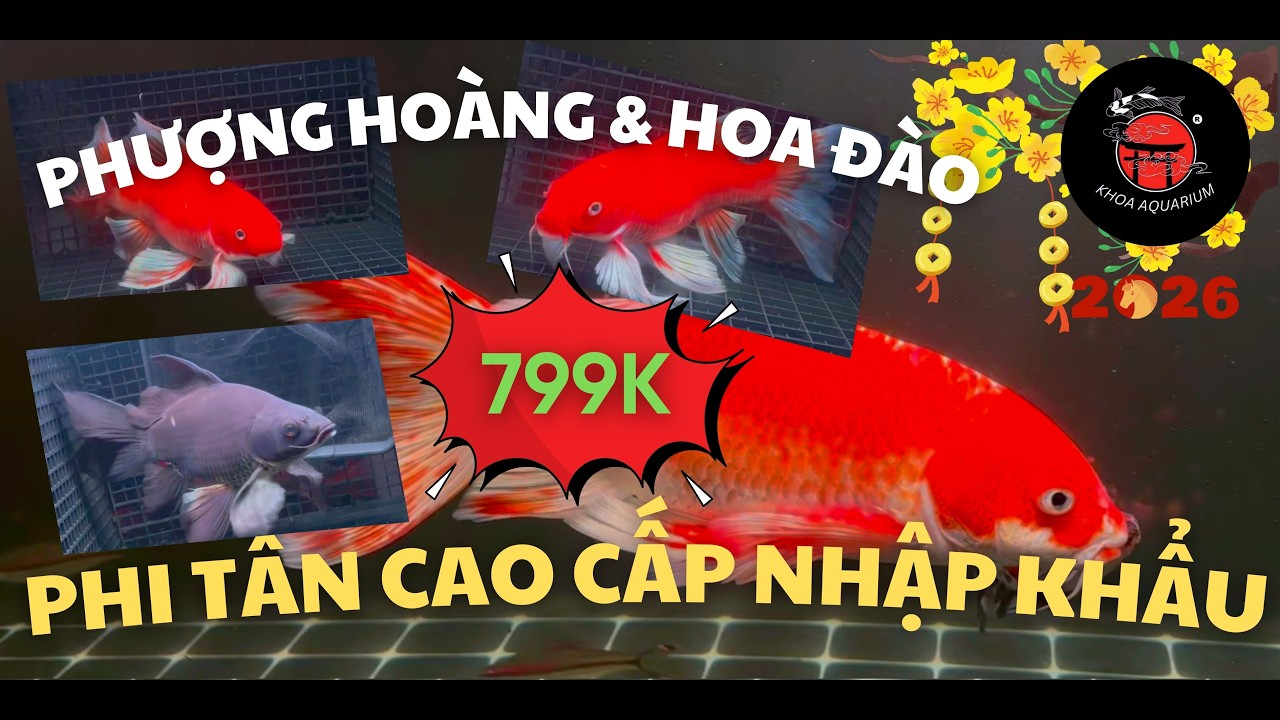 KHOA AQUARIUM | BÁO GIÁ PHI TẦN CỬU CÁP ĐỎ & PHƯỢNG HOÀNG ĐỎ & HOA ANH ĐÀO & NHAM 3 MÀU LÚA CỰC TỐT