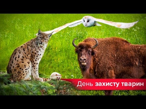 Топ-10 диких тварин України, які потребують захисту