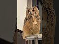 2025年、今年最後のフク納め🦉✨ #owl #フクロウ