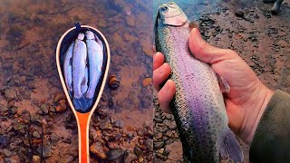 Rainbow Trout In Arkansas Fishing The Norfork River