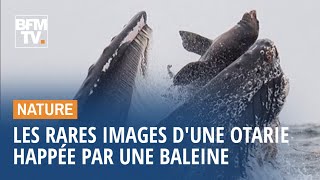 Les rares images d’un lion de mer happé par une baleine à bosse
