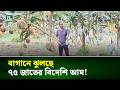 চাঁদপুরে বিদেশি আম চাষে সফল হেলাল উদ্দিন | Chandpur| Fruits velly agro | Mango garden | NTV news