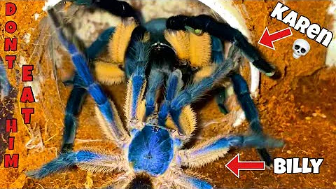Extremely Blue Tarantula Breeding!!Billys first gi...