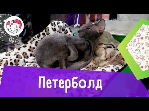Петерболд. Особенности. Уход