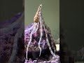 Check out Rosie the octopus crazy shape!