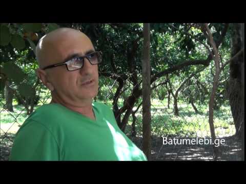 რას ფიქრობენ ანაკლიელები კაზანტიპზე