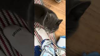 Tully Stole Our Hearts