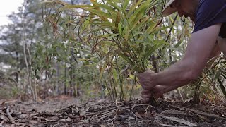 You Can Grow Ginger! (Even in Colder Climates)